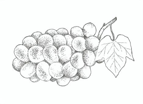 マスカットをイメージした手描きイラスト 葡萄,食べ物,葉っぱ,手描き,リアル,モノクロ,挿絵,白バック,線画,イラストのイラスト素材