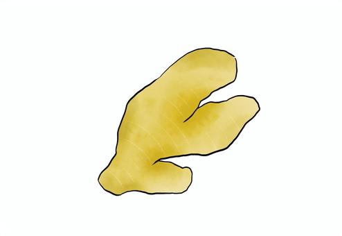 生姜 生姜,ginger,植物,水彩イラスト,食べ物,薬味のイラスト素材