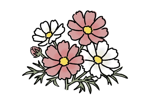 手描き風のかわいいコスモス｜秋の花 コスモス,花,植物,秋,9月,10月,11月,ブーケ,花束,ピンクのイラスト素材