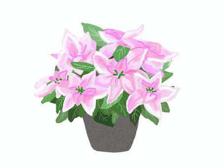 ポインセチア ピンク ポインセチア ピンク ポインセチア,プリンセチア,鉢植え,クリスマス,リアル,手描きのイラスト素材