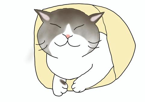 Illustration, cat, home cat, animal, 