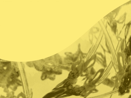 淡彩ステンドグラス-イエロー03 イエロー,黄色,マスタード,背景,抽象,キラキラ,透明感,グラデーション,ぼかし,幻想的のイラスト素材