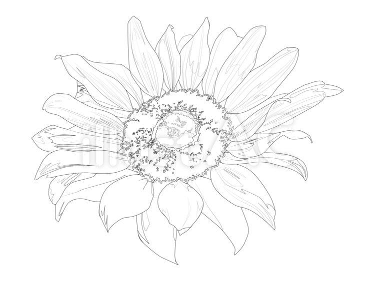14ひまわり-単体 ひまわり,花,花びらのイラスト素材