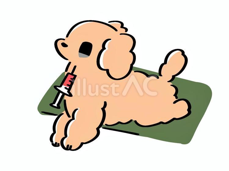 頸から採血されるプードル 犬,プードル,動物のイラスト素材