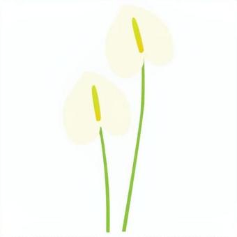 Illustration, anthurium, anthurum, flower, 