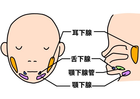 唾液腺の位置正面と横　カラー 唾液腺,耳下腺,舌下腺,顎下腺,カラーのイラスト素材