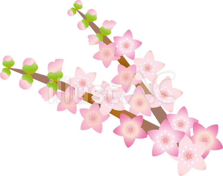 枝の桃の花 もも,桃,モモの花のイラスト素材