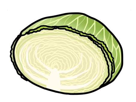キャベツ（半玉） キャベツ,半玉,カット,断面,断面図,野菜,食べ物,食材,料理,材料のイラスト素材
