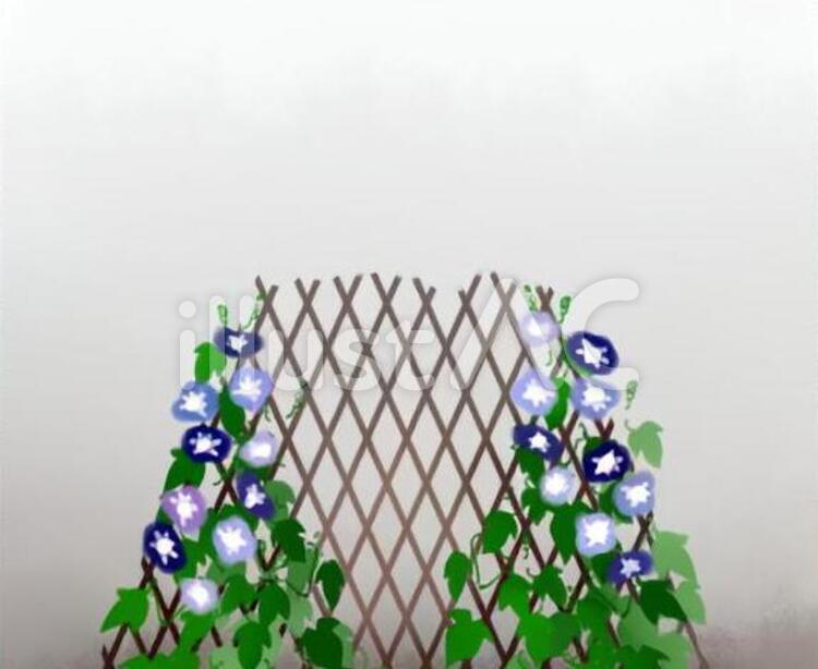 あさがお 花,夏のイラスト素材