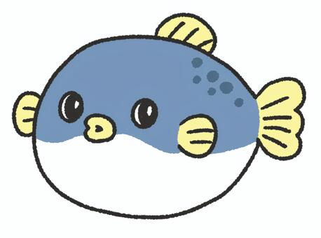 フグ フグ,ふぐ,海,生き物,魚,トラフグ,マフグ,クサフグのイラスト素材