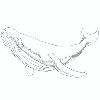 クジラ線画 クジラ,線画,動物,いきもの,水彩,リアル,かわいい,手書き,おしゃれ,挿し絵のイラスト素材