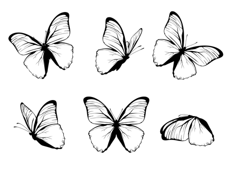モルフォ蝶線画セット 蝶,手書き,手描き,きれい,かわいい,無料,フリー,標本,リアル,虫のイラスト素材