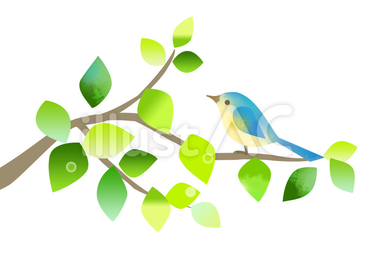 小鳥と枝 新緑,鳥,自然のイラスト素材
