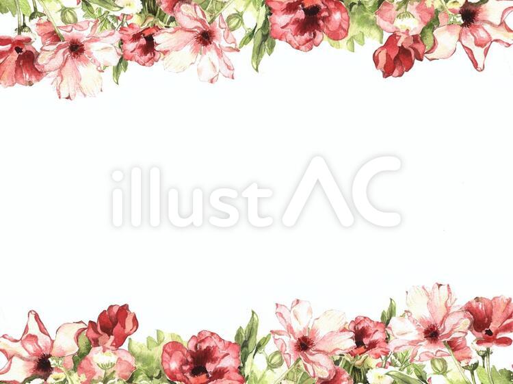 花枠４４９　赤のアネモネの花枠 花,水彩画,手描き水彩のイラスト素材