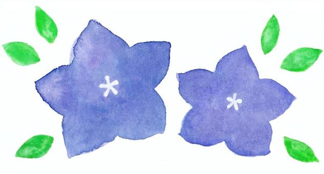 Simple bellflower flower 1, capsule, hand drawn, watercolor, JPG