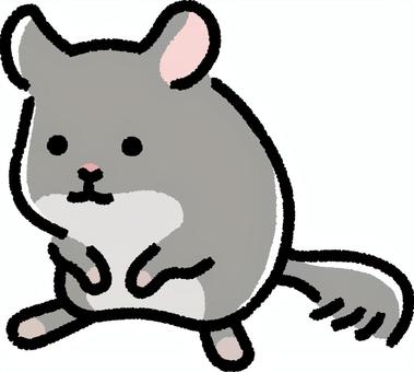 チンチラ チンチラ,動物,小動物,ペット,齧歯類,生き物,生物,デフォルメ,シンプルのイラスト素材