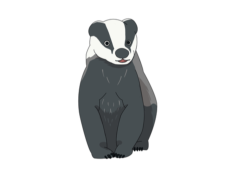 ヨーロッパアナグマ（正面） ヨーロッパアナグマ,アナグマ,動物,ヨーロッパ,正面のイラスト素材