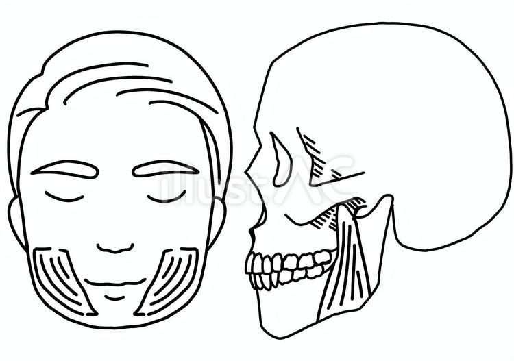 咬筋の正面と骸骨横顔　線画 咬筋,筋肉,骸骨のイラスト素材