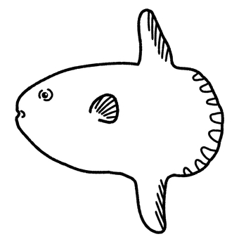 マンボウ マンボウ,魚,水族館,海,生き物,塗り絵のイラスト素材