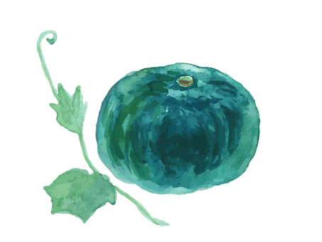 水彩のリアルでシンプルなカボチャ かぼちゃ,カボチャ,野菜,秋,食べ物,水彩,水彩絵の具,手描き,手書き,白背景のイラスト素材