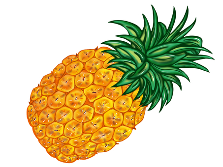 Illustration, pineapple, pine, perennial grass, 