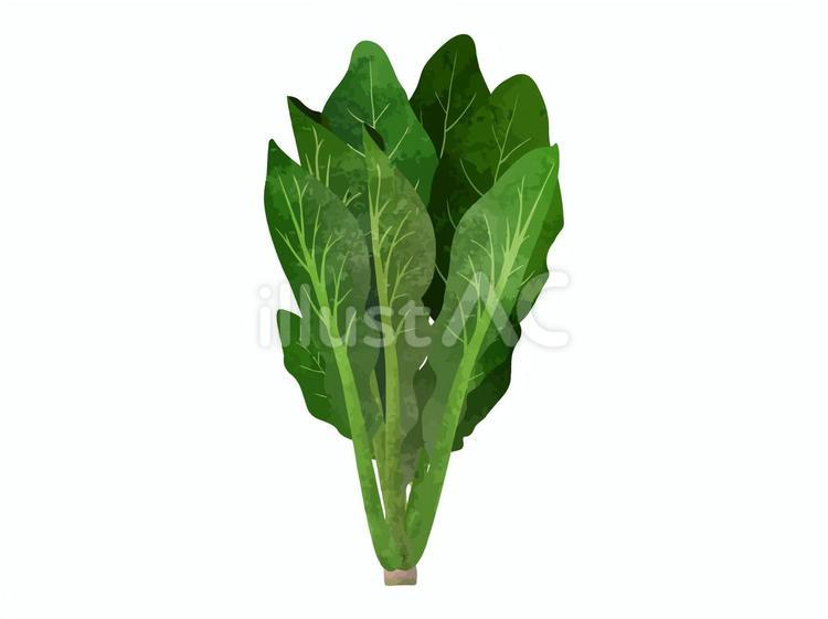 ほうれんそうのベクター素材 ホウレンソウ,野菜,緑のイラスト素材