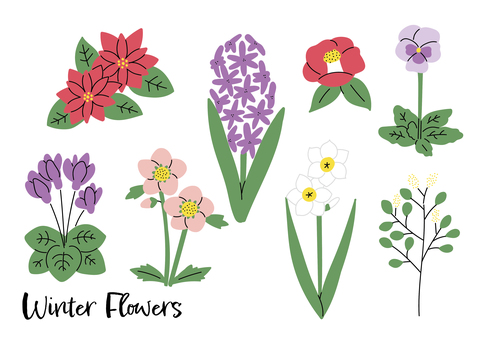 冬の花の手描き風素材 冬,花,植物,ポインセチア,シクラメン,椿,水仙,クリスマスローズ,パンジー,ヒヤシンスのイラスト素材