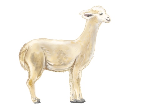 リャマ リャマ,ラクダ,動物,リアル,手描きのイラスト素材
