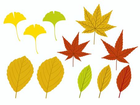 Illustration set of cute autumn leaves, foglie di autunno, ginkgo biloba, autunno, JPG, PNG and AI