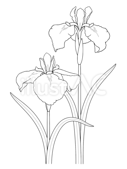 塗り絵 菖蒲(花菖蒲)
