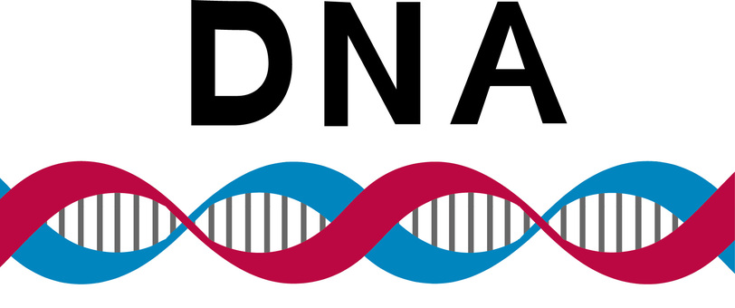 DNA dna,遺伝子,ミクロ,拡大,遺伝,鑑定,生物,アルファベット,イメージのイラスト素材