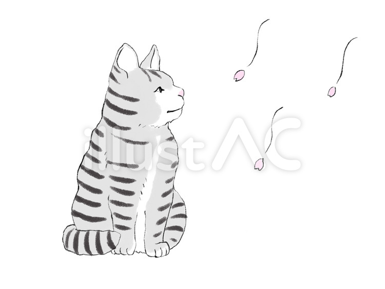 トラ猫と桜の花びら 猫,トラ猫,サバトラのイラスト素材