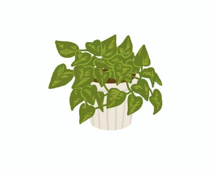観葉植物07 観葉植物,緑,植物,インテリア,ナチュラル,手書き,ポトスのイラスト素材