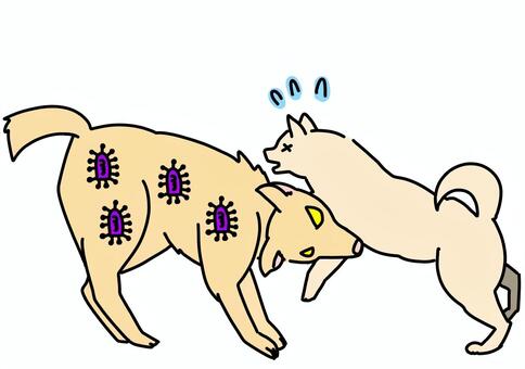狂犬病感染した犬に噛まれる犬　カラー 狂犬病,トラブル,ビックリ,怪我,感染,カラーのイラスト素材