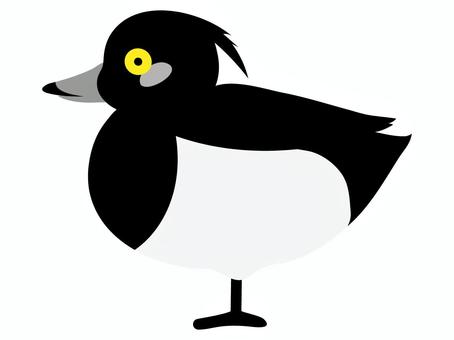 かわいいキンクロハジロのイラスト単体 かわいいキンクロハジロのイラスト単体 キンクロハジロ,カモ,鳥,動物,野鳥,かわいい,デフォルメ,ベクター,イラスト,ポップのイラスト素材