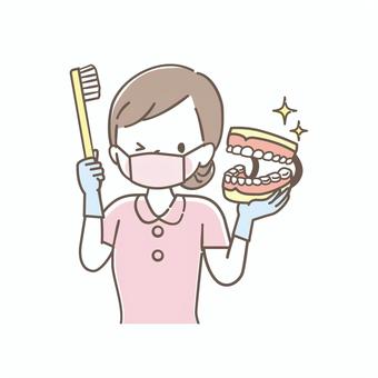 歯磨きの指導をする歯科衛生士 歯科,模型,歯科衛生士,歯ブラシ,歯,治療,歯磨き,医療,可愛い,女性のイラスト素材