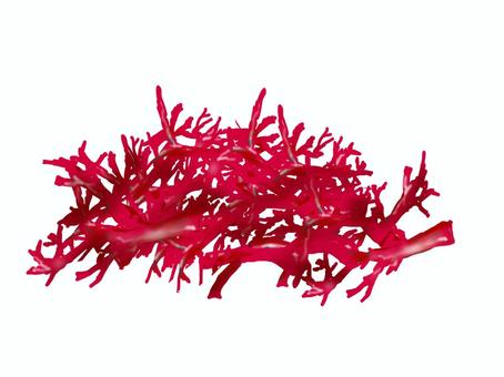 赤とさか 赤とさか,とさかのり,海藻,つま,和食,盛り付け,食材,食べ物のイラスト素材