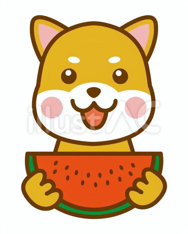 すいか　食べる　夏　柴犬　犬 すいか,西瓜,食べるのイラスト素材