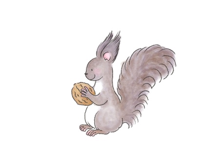 くるみを持つエゾリス くるみを持つエゾリス エゾリス,リス,秋,冬,くるみ,横向き,冬毛,ふさ毛,冬支度,手描きのイラスト素材