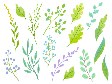 Illustration, plant, leaf, white background, 