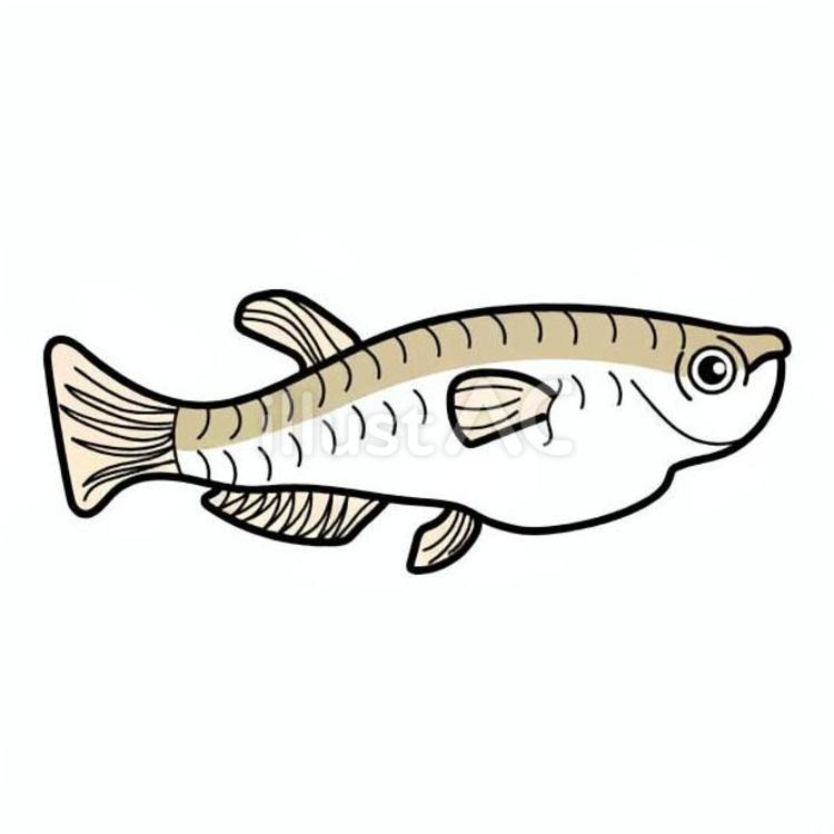 メダカの誕生　膨らみ メダカ,魚類,体のつくりのイラスト素材