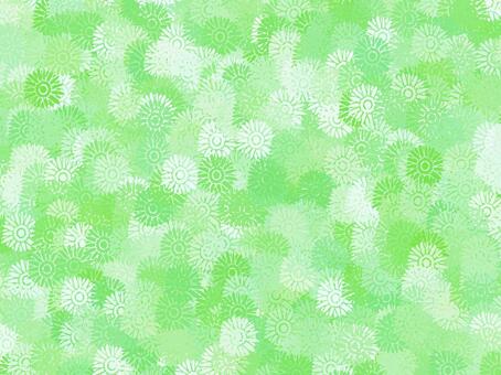 Gerbera (green), wallpaper, texture, background, JPG