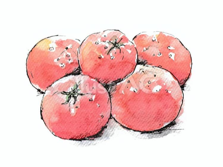水滴のついた瑞々しいトマトの盛り合わせ トマト,食べ物,野菜のイラスト素材