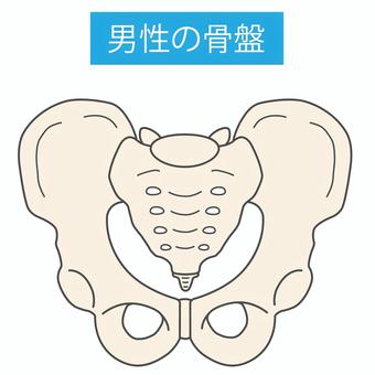 男性の骨盤 骨盤,男性,股関節,形状,骨格,人体,骨,接骨院,腰,腰痛のイラスト素材