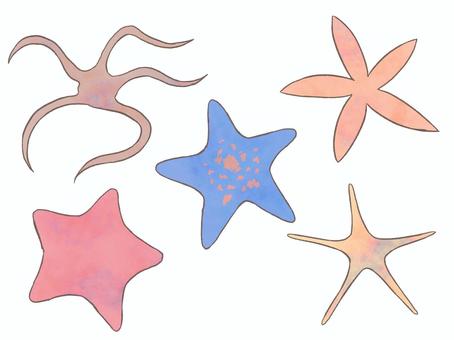 Illustration, starfish, creatures, sea, 