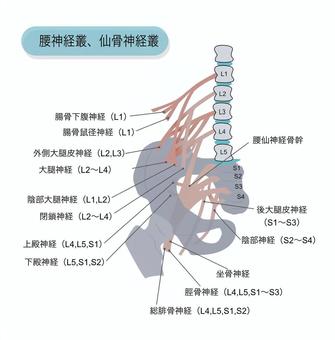 腰叢、骶叢, JPG, PNG 和 EPS 腰叢、骶叢, 腰叢, 簡單, 骶叢, JPG, PNG 和 EPS