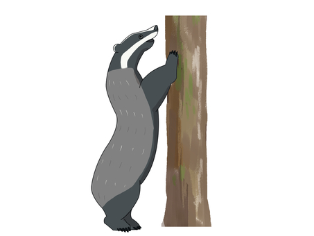 ヨーロッパアナグマ（木） ヨーロッパアナグマ,アナグマ,ヨーロッパ,動物,木登りのイラスト素材