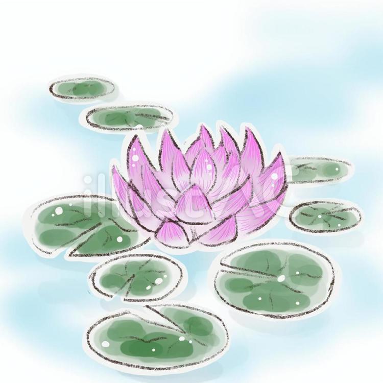 水面に浮かぶ睡蓮　花 睡蓮,水面,浮かぶのイラスト素材
