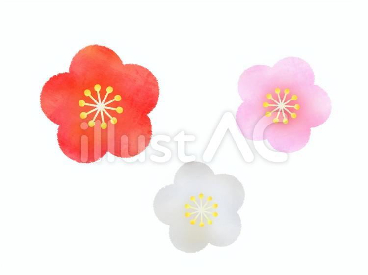 梅の花　 梅,花,梅の花のイラスト素材