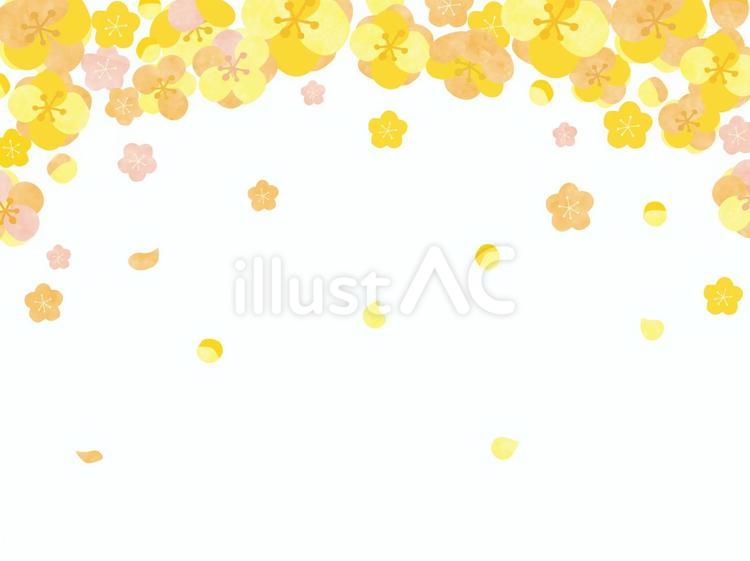 ろう梅の花上フレーム 花,梅,蝋梅のイラスト素材